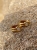 Gold-plated hoop earrings with mountain crystal, close-up detail