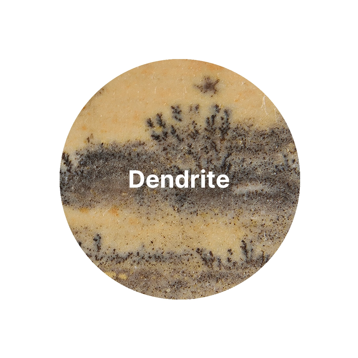“Dendrite"
